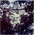 Trees in Central Park